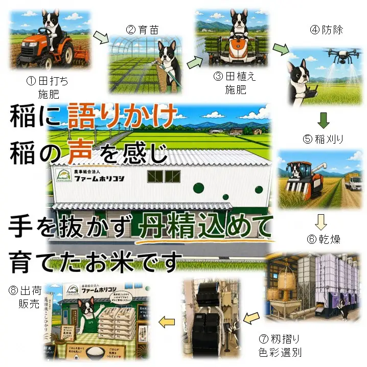 【令和8年産新米予約】阿賀野市産新之助「ファームホリコシ 新之助」10kg（5kg×2袋） 白米 精米 新潟県 米 こめ コメ 9月下旬～10月上旬頃より発送開始予定 3H15028