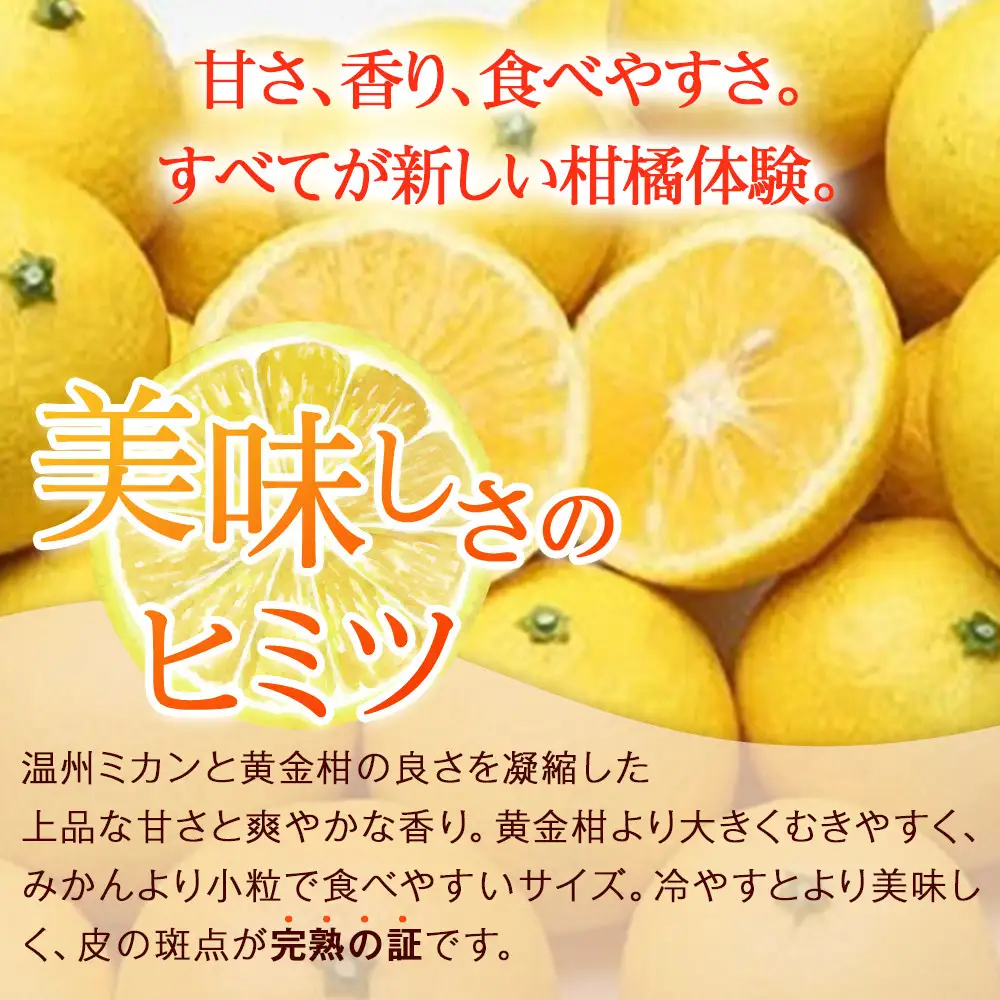 〈超希少商品〉神奈川生まれの柑橘 ハウス栽培の湘南ゴールド＜出荷開始：2027年2月15日出荷開始～2027年3月10日出荷終了＞【フルーツ オレンジ 果物 柑橘 贈答用 家庭用 自宅用  神奈川県小田原市】