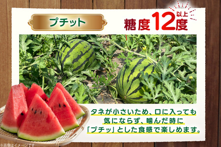 AJ459 【令和9年度出荷分】 湧水の里 モリファーム 中玉スイカ プチット M～L 5～7kg 1玉