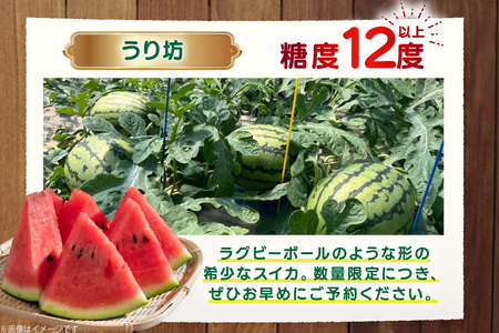 AJ460 【令和9年度出荷分】 湧水の里 モリファーム 小玉スイカ うり坊 3L 4kg 1玉