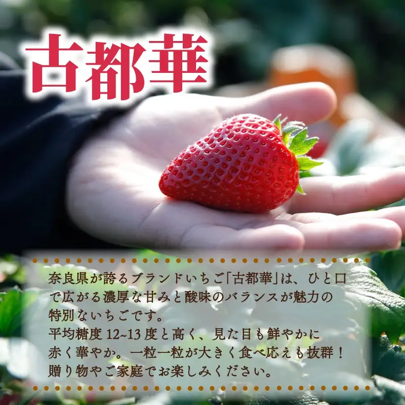 古都華 ゆりかーご 2パック 約540g(270g×2pc)　10-268