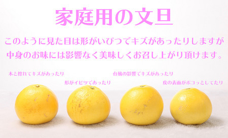 土佐文旦 10kg 家庭用 L~4L 文旦