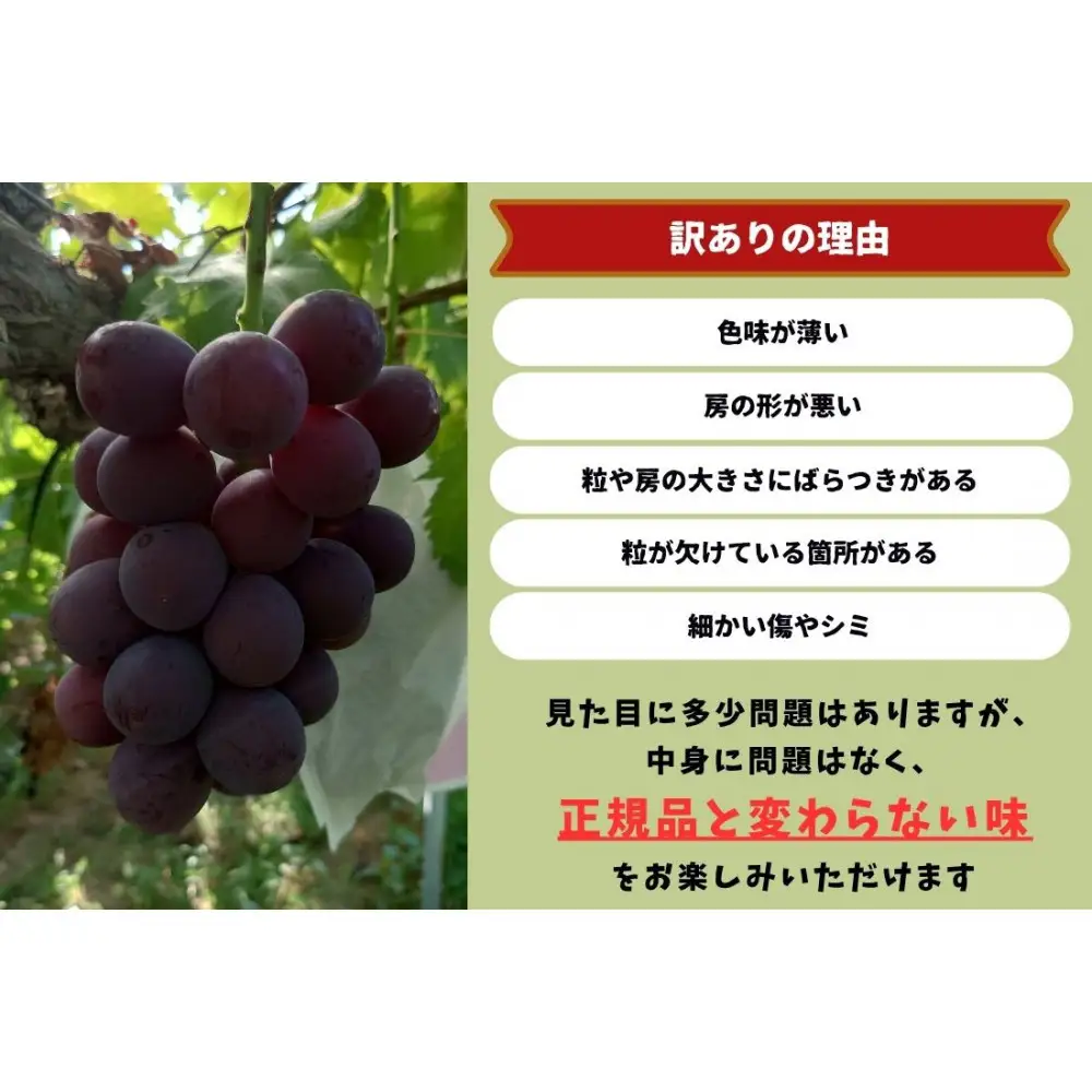 家庭用 藤稔 1.0kg 以上 2房 朝採れ ぶどう 葡萄  岡山 Kawahara Green Farm 2026年 | ぶどう