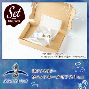 海アクセサリー ウニノンホールピアス (1セット) アクセサリー ピアス ノンホールピアス ハンドメイド 手作り 耳飾り ギフト プレゼント 贈り物 雲丹 うに ウニ殻 1点もの オリジナル 数量限定 【タツノオトシゴ】as50-004