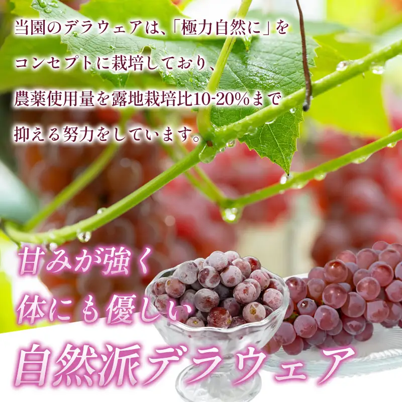 【鳥海 CHOKAI】蔵王ナチュールデラウェア 山形のデラウエア TAKUMI ORCHARD 99% ご家庭 M以上房サイズ混合 約2kg 山形 山形県 山形市 フルーツ 果物 くだもの 送料無料 ぶどう 葡萄 ブドウ デラウェア 減農薬【令和8年産先行予約】FS25-120