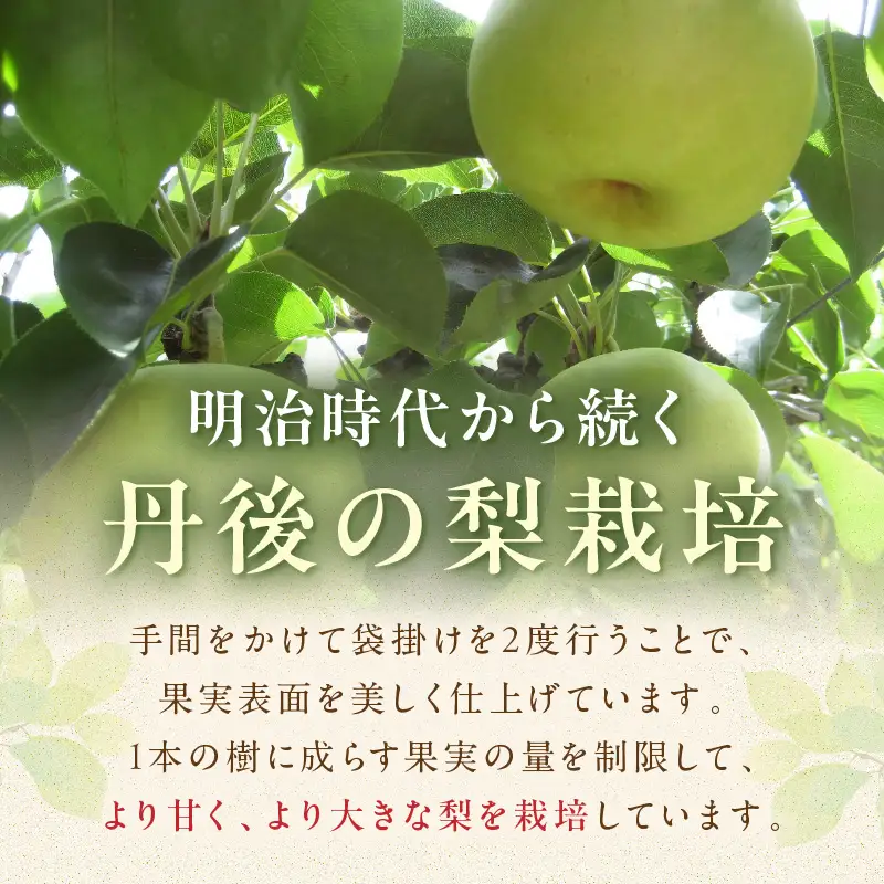【先行予約／数量限定150】20世紀梨 5kg（2026年9月上旬～発送）梨
