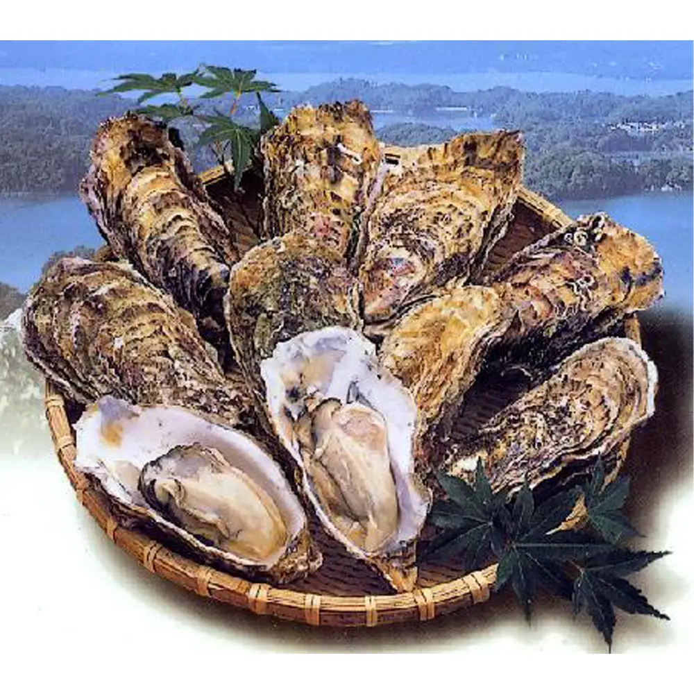 殻付き牡蠣10個＋オイスターナイフ ／ カキ 貝 殻付き 松島湾 海産物 牡蠣セット オイスターナイフ 新鮮 宮城県 特産品 No.175