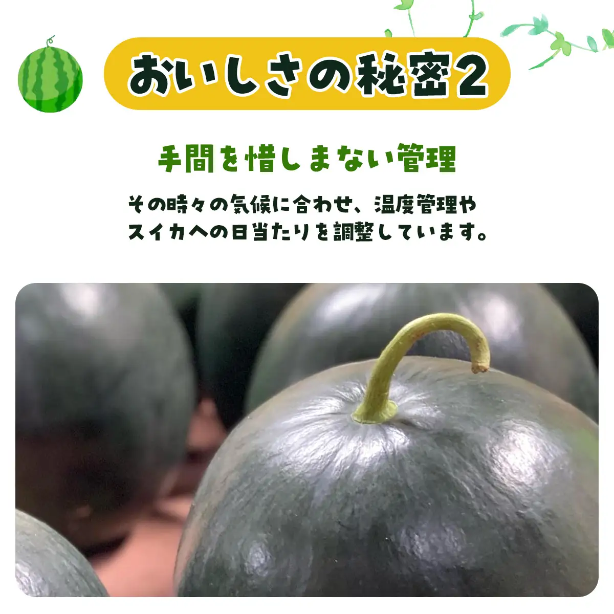 【先行予約】サンブラックスイカ　SMAF005