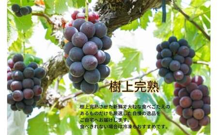 ピオーネ 岡山県産ぶどう 厳選ピオーネ1kg以上2房 ぶどう 【kgftmt003-02】