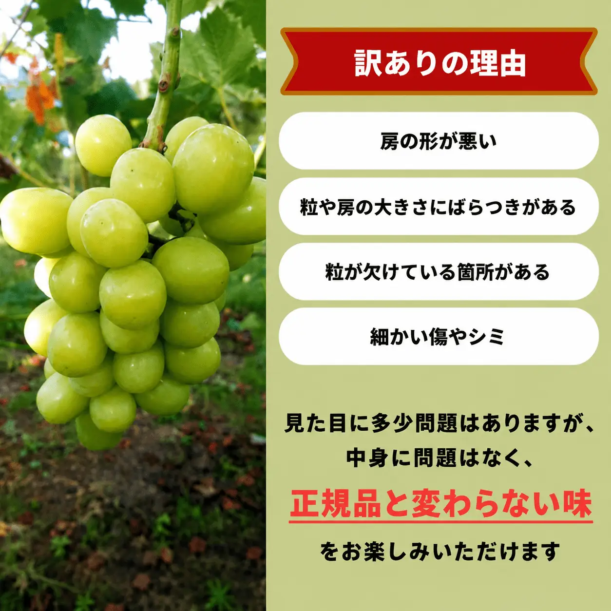 訳あり シャインマスカット 岡山県産 朝採れシャインマスカット1.1kg以上（2房） 訳あり 【kgftmt014-02】