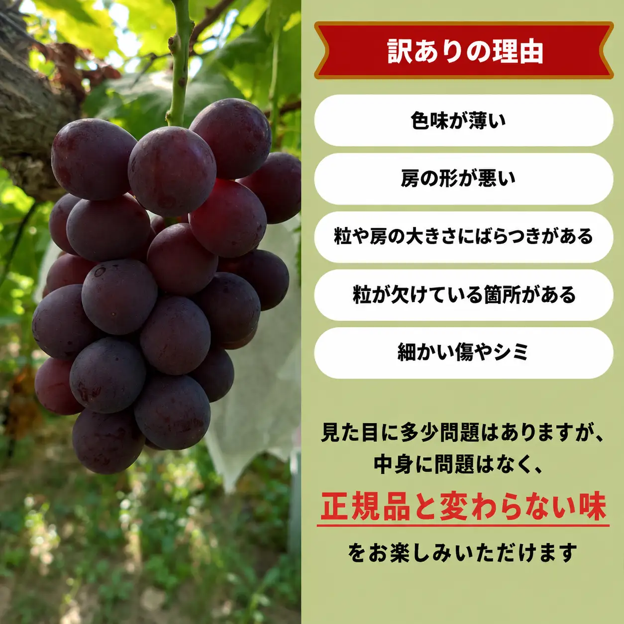 【訳あり】 ピオーネ 岡山県産ぶどう 訳ありピオーネ1.0kg以上（2房） 【kgftmt017-02】