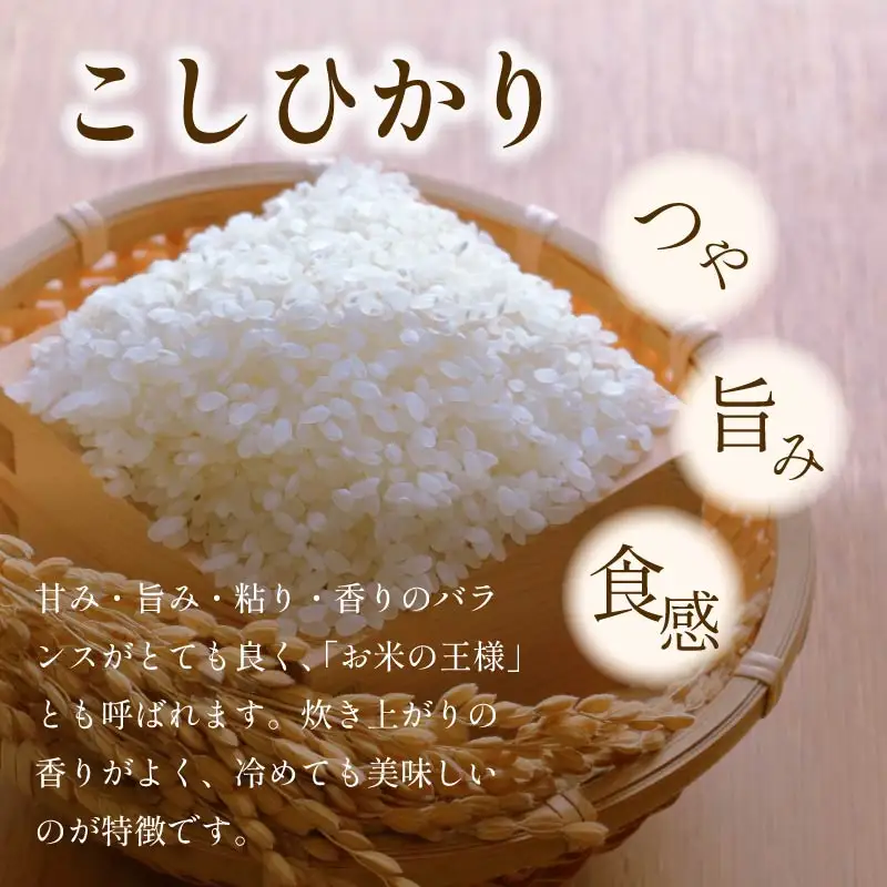 米 こしひかり10kg ykj02