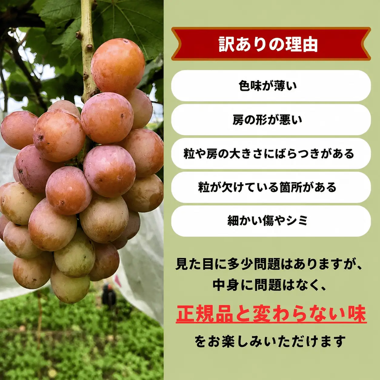 【訳あり】 ぶどう 岡山県産 訳ありぶどうクイーンニーナ1.1kg以上（2～3房） 【kgftmt018-02】