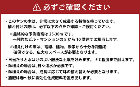 ワシントンヤシモドキ 10号鉢 鉢 植物 ヤシ ヤシの木 ガーデニング お洒落 おしゃれ オシャレ 南国 鉢物 三重県 桑名市