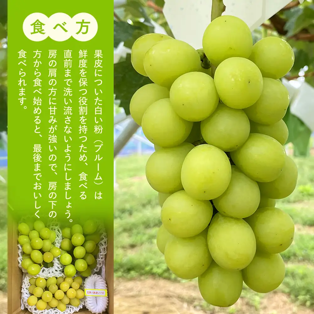 シャインマスカット(約1kg、2～3房)　