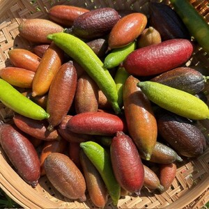 新感覚つぶつぶ食感！フィンガーライム　100ｇ（約7～14本）フルーツ 果物 国産 柑橘 フルーツキャビア 森のキャビア デザート 希少 鈴園 愛知県 常滑市