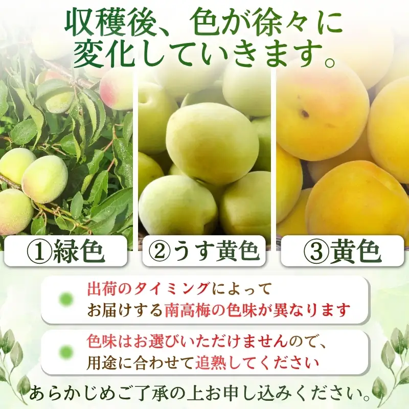 紀州和歌山県産 熟南高梅 生うめ 優品 約３kg (S、Mサイズおまかせ)+3%増量＜2027年6月上旬～7月上旬発送予定＞/ 梅干し 梅酒 ウメシロップ ジュース ジャム他 紀州熟南高梅 青梅 黄梅 朝採り フルーツ 果物 くだもの 食品 人気 おすすめ 【クール便送料無料】【art043】