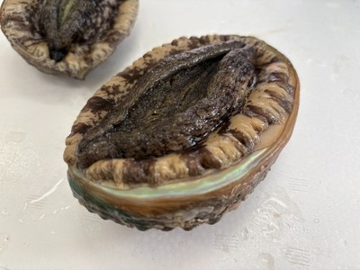 肉厚！ 広田湾産 養殖あわび 5個セット (殻長 9.5cm～) アワビ