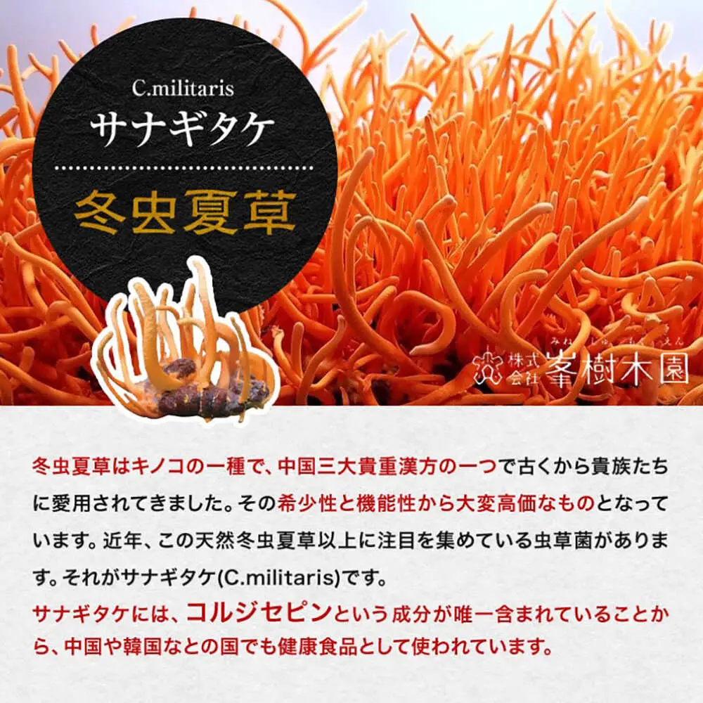 3回定期冬虫夏草 峯王60粒カプセル国産冬虫夏草GAP認証[AYBM026]