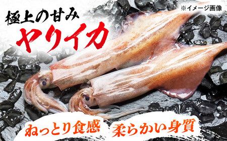 イカ三昧セット 《対馬市》【いか吉工房】 いか イカ ヤリイカ スルメイカ 刺身 一夜干し 海鮮[WBO002]