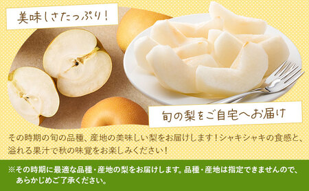【先行予約】梨 訳あり梨 約2kg-2.5kg(6-10玉) 《2026年8月下旬-10月下旬頃出荷》 株式会社Foody’s なし 和梨 フルーツ 果物 ご家庭用 不揃い キズあり 菊池市産 熊本県産 九州産