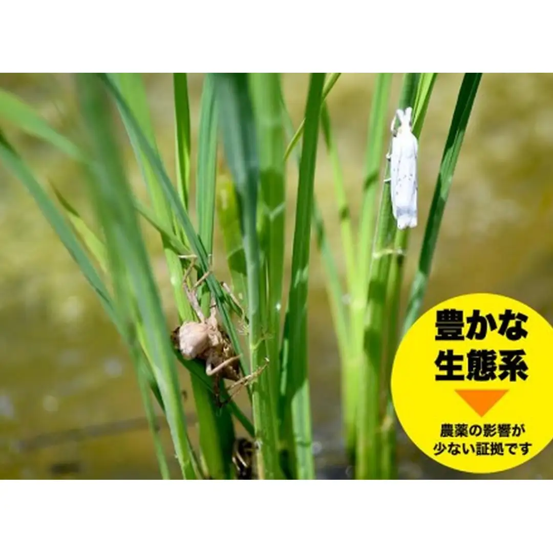米 コシヒカリ 佐渡産 ( 5kg ) 米杜氏【令和7年米】