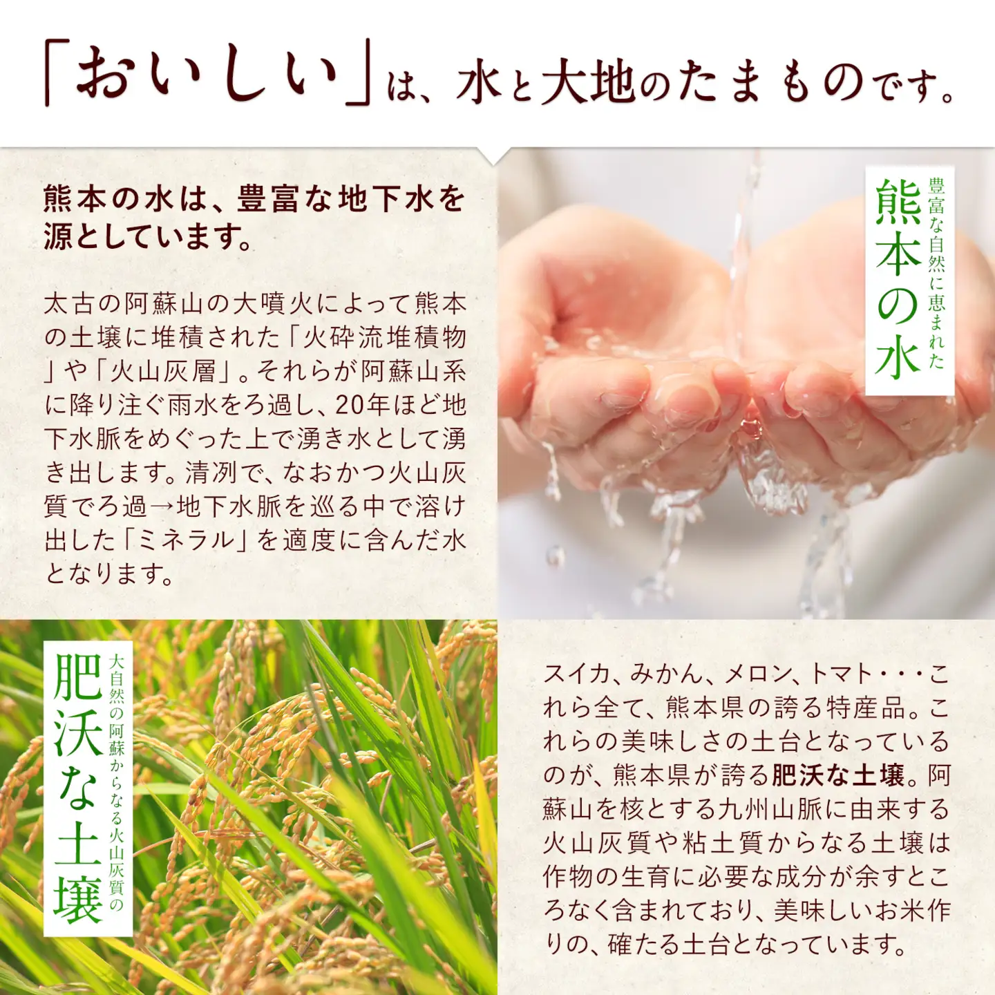 無洗米 令和7年産 ひのひかり 森のくまさん 10kg 隔月6回 無洗