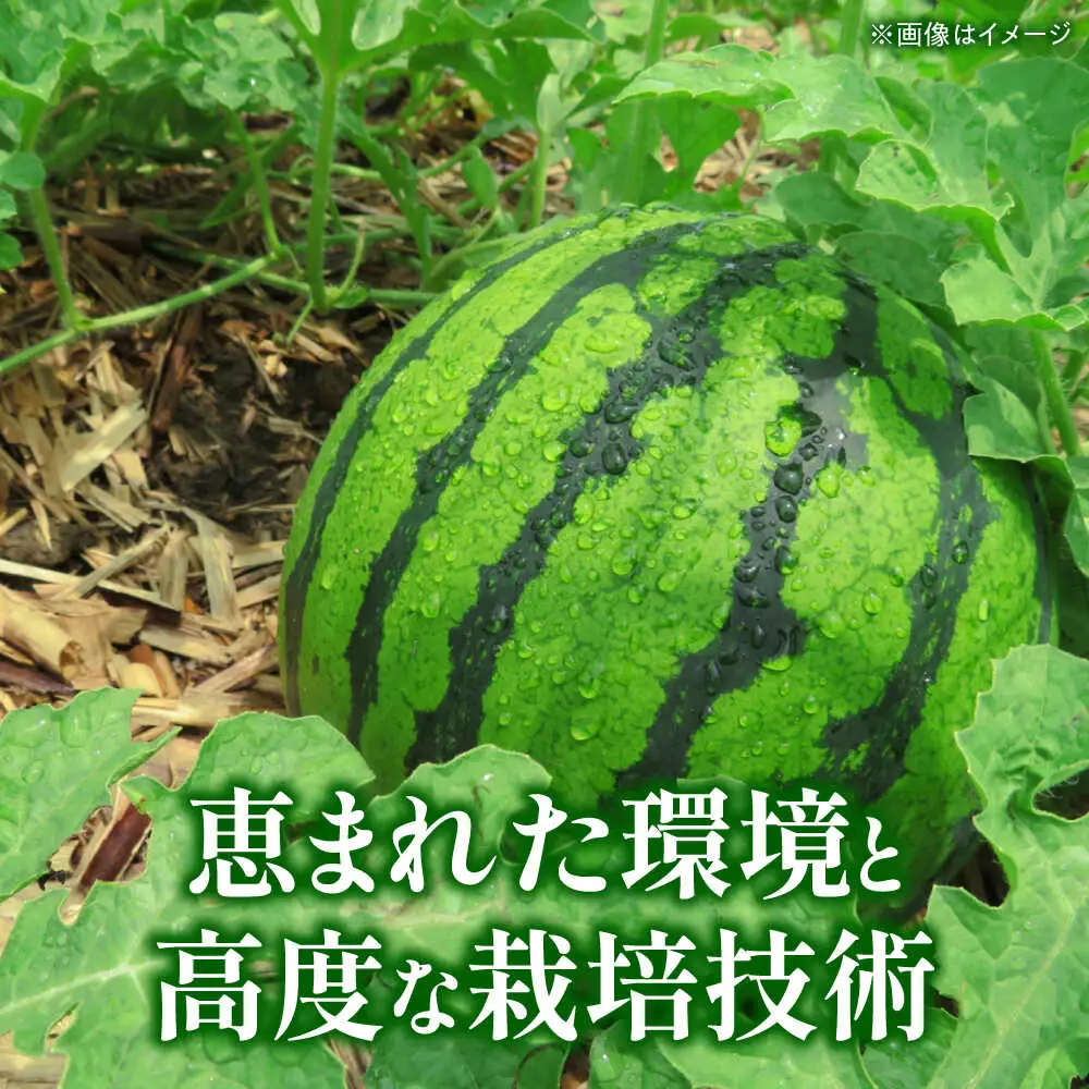 【先行予約】 大玉スイカ Sサイズ 1玉入り 約2kg  すいか 小玉 熊本 フルーツ 野菜 果物 【日本フルーツ株式会社】[ZFJ038]