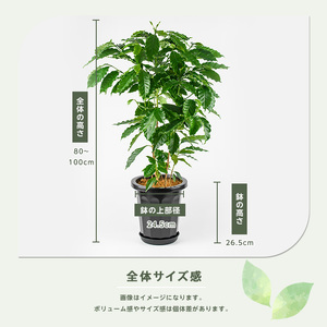 【観葉植物】コーヒーの木 80cm～100cm Green Farm M IB075-029 ※北海道・沖縄・離島配送不可