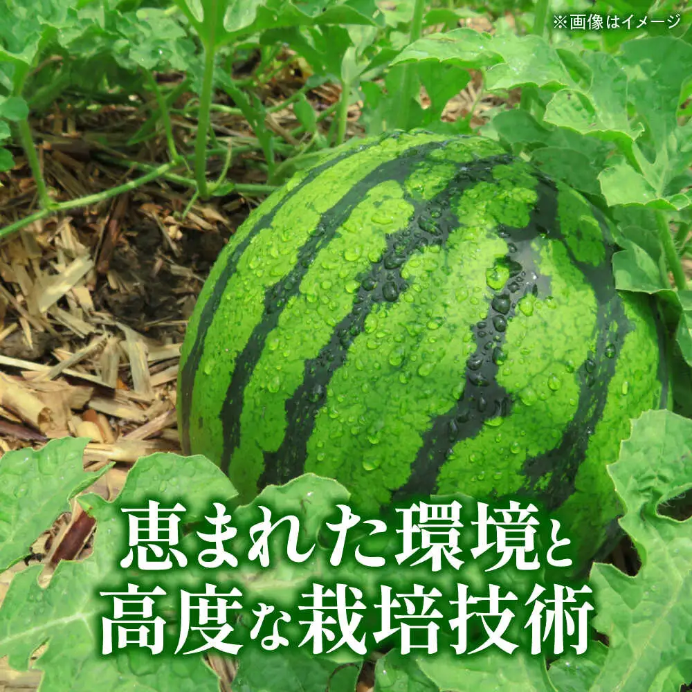 【先行予約】 大玉スイカ Lサイズ 1玉入り 約5kg すいか 大玉 熊本 フルーツ 野菜 果物 【日本フルーツ株式会社】[ZFJ045]
