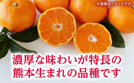 【先行予約】 訳あり 温州みかん 『白川』 約5kg S～Lサイズ 【奥村果実園】[ZFK003]