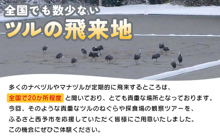 ＜ツルのねぐら・採食場観察ツアー（ねぐら立ち見学無し）＞ つる ツル 鶴 鳥 野鳥 貴重 体験 観察 ツアー ねぐら ネグラ ねぐら観察 ねぐら入り ねぐら立ち ナベヅル 鍋鶴 マナヅル 真鶴 真名鶴 野鳥観察 採食場 西予市観光物産協会 愛媛県 西予市 USB0009