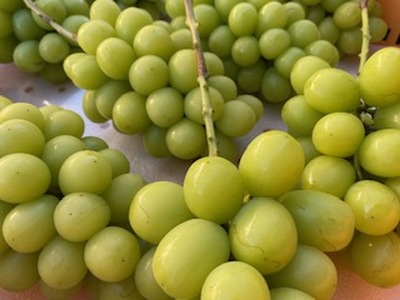 信州伊那産ぶどう　シャインマスカット（1.5kg）｜ぶどう 葡萄 シャインマスカット 種なし ぶどうフルーツ ギフト フルーツ 旬のフルーツ 伊那市 長野県産 【015-42】