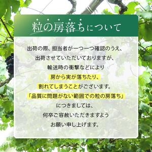 葡萄 伊那市産 ぶどう ナイアガラ 約2kg 2026年産 先行予約 長野県 伊那市【011-97】