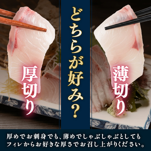 【 カンパチ 】 カンパチ刺身2.5kg