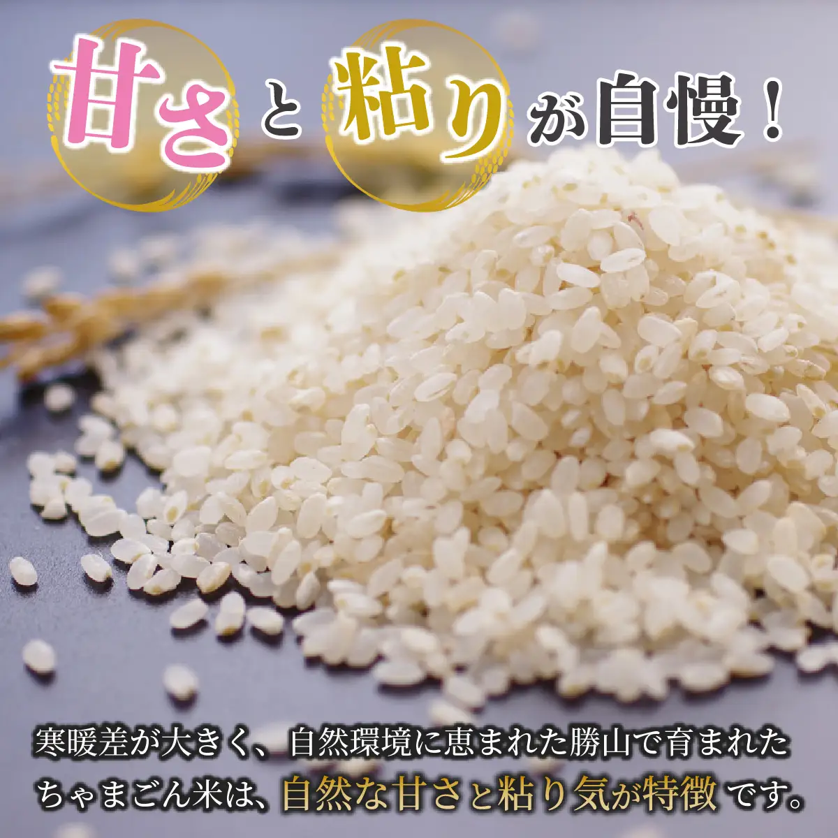 米 コシヒカリ 勝山産 ちゃまごん米 5kg×3回  定期便 [E-010034]