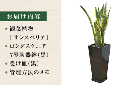 観葉植物 サンスベリア ローレンティ 7号 黒 陶器鉢植え 75cm ロングスクエア/サンスベリア 鉢植え 観葉 植物 インテリア おしゃれ プレゼント/大村市/琴花園[ACYK045]
