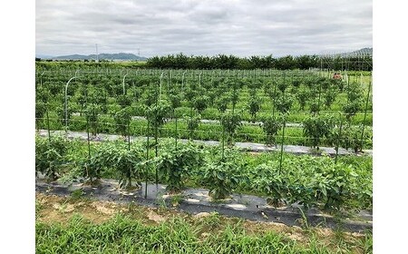 《無農薬栽培唐辛子使用》旨辛せんべい『こころ辛（から）』6袋セット 【思いやり型返礼品】就労継続支援Ａ型事業所支援品　010-G-BK009