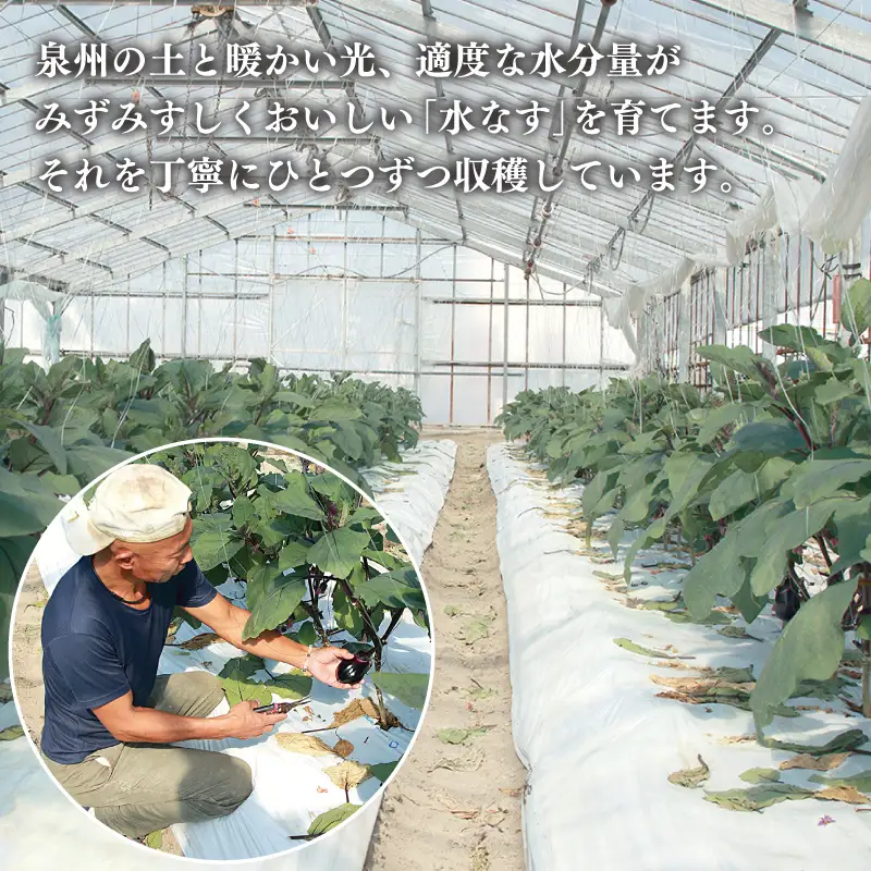 【先行予約】泉州 泉佐野市産 ハウス水なす 20個