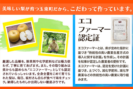 梨 熊本県産 玉東梨 約5kg 坂村梨園 熊本 梨