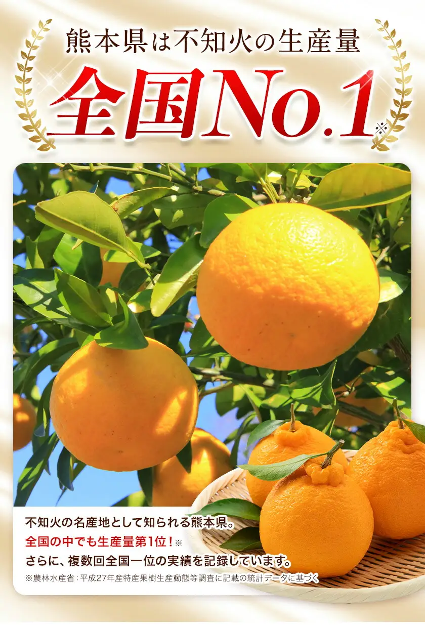 不知火 1.2kg 熊本 訳あり不知火