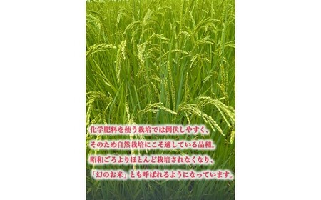 【射水の美味しいお米】【自然栽培農法】自然栽培農家 marufarm 自然栽培米「亀の尾」2kg