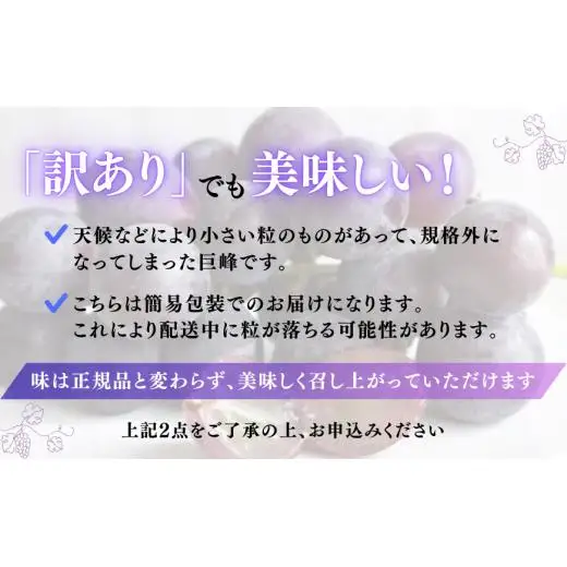 《訳あり》巨峰　1.4kg（茨城県共通返礼品・かすみがうら市産） ／ 巨峰 きょほう キョホウ 葡萄 ぶどう ブドウ 果物 くだもの フルーツ 訳あり 訳アリ 規格外 家庭用 1.4kg 産地直送 産直 茨城県 利根町