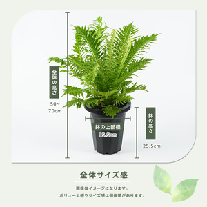 2026年4月上旬～発送【観葉植物】ブレクナム・シルバーレディー 50cm～70cm  (JAいぶすき/IB165-020)  植物 グリーン シダ おしゃれ インテリア 室内 インテリアグリーン ※北海道・沖縄・離島配送不可※