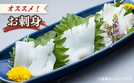剣先イカ 750g(約6〜8本) セット【丸徳水産】《対馬市》鮮度抜群 新鮮 ケンサキイカ シロイカ 下処理済 刺身 BBQ 惣菜 天ぷら フライ 海鮮[WAE012]