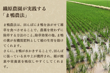 【令和7年産】【無農薬・無化学肥料】新潟産コシヒカリ「かも米」精米20kg（5kg×4袋）