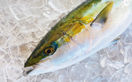 【五島列島直送】 養殖はまち 一本もの（約4.5kg）【有福水産】[RBV008]