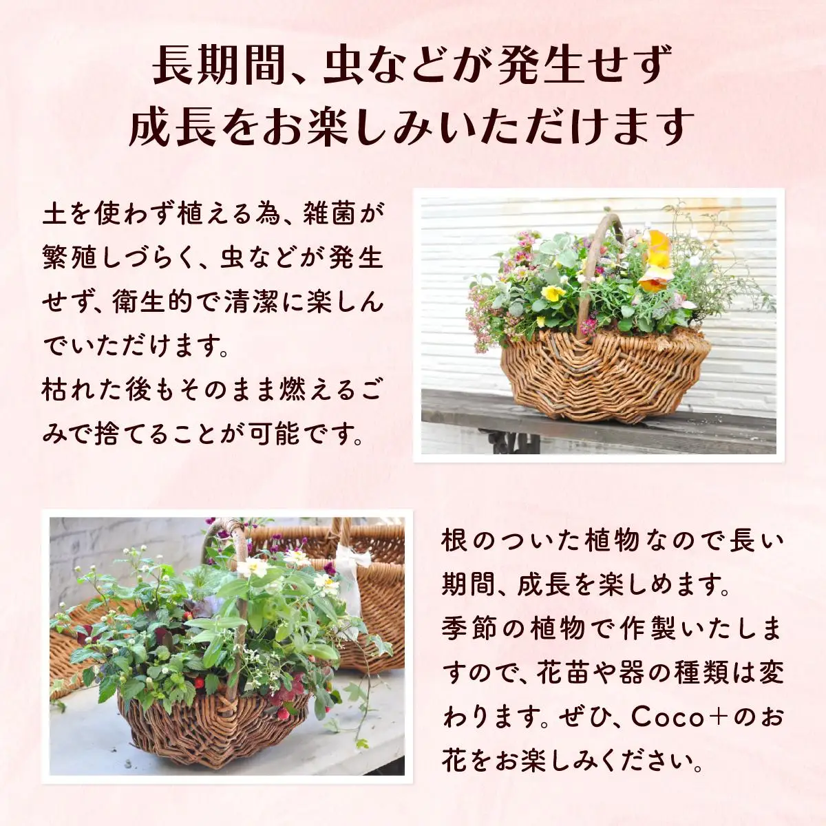 通常便 1回 15~20株!! 季節の寄せ植え 「ブリコラージュフラワー」D-528