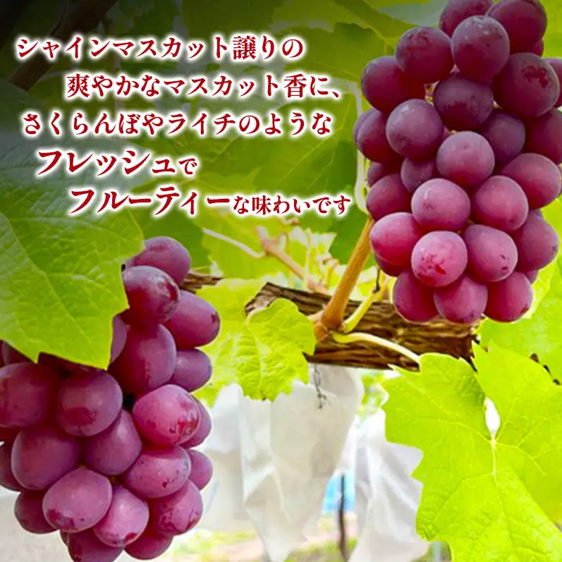 クイーンルージュ 約2㎏ 3～5房 2026年9月発送 クイーンルージュ