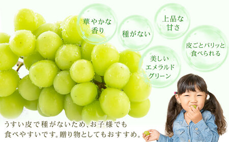 【先行予約】シャインマスカット 秀品 約1.2kg(2-5房) 日本フルーツ